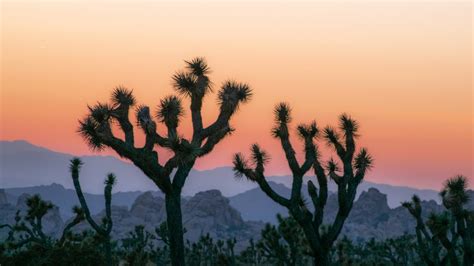 California official submits proposal to have new national monument near Joshua Tree National Park
